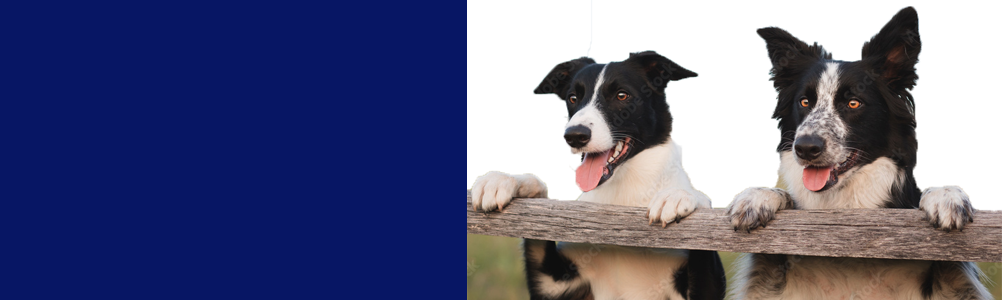 San Antonio Stock Show & Rodeo SDT