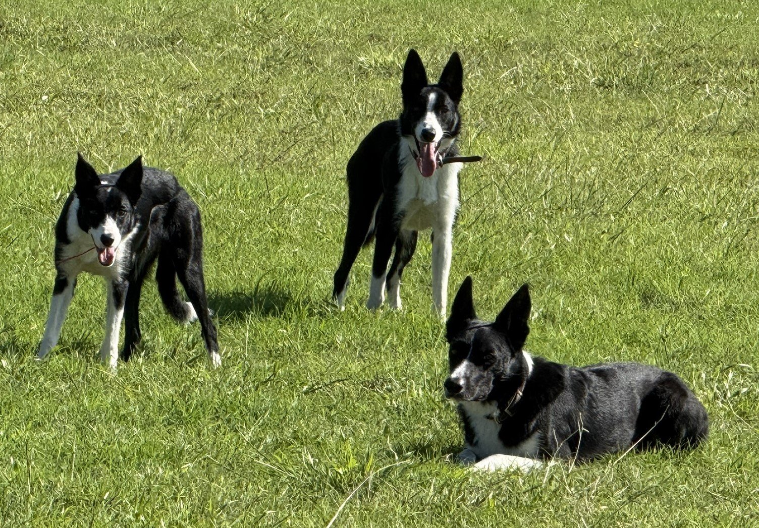 Upcoming Litter Announcement (Elfa Mack x AZ Dooley) puppies due 12/2025