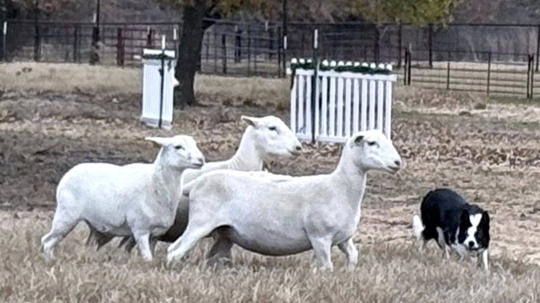 White headed Dorper Open Ewes for Sale