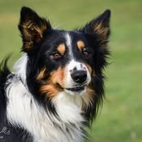 International Herding Dog Alliance