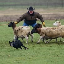 Sheepdog Trainers Global Network