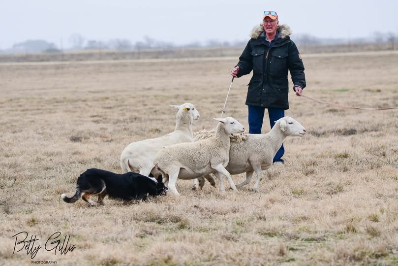 Hill Country Sheepdog Challenge