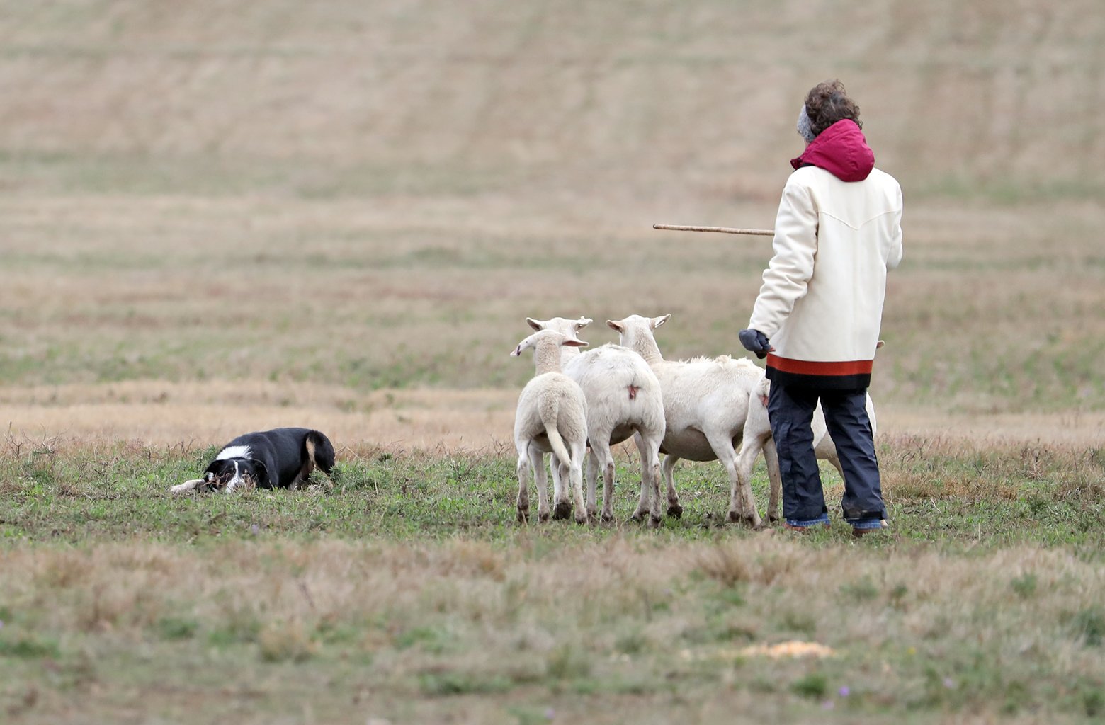 Dr. Joann Hardy, DVM Curious sheep look toward the camera while grazing in the open meadow.