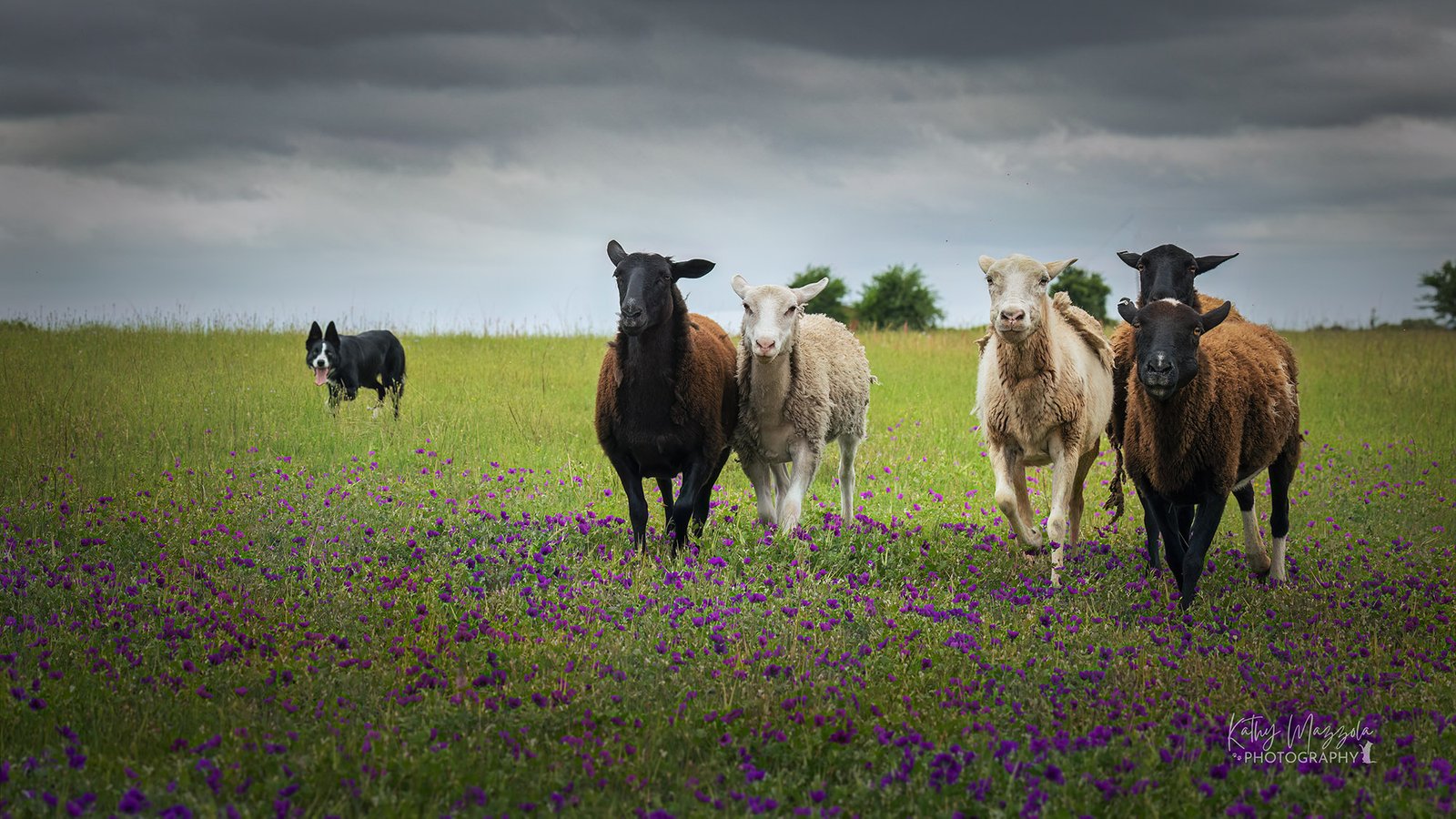 Farm life in harmony – dogs and sheep sharing the pasture.